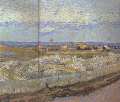 Vincent Van Gogh La Crau with Peach Trees in Blossom (nn04) oil painting picture